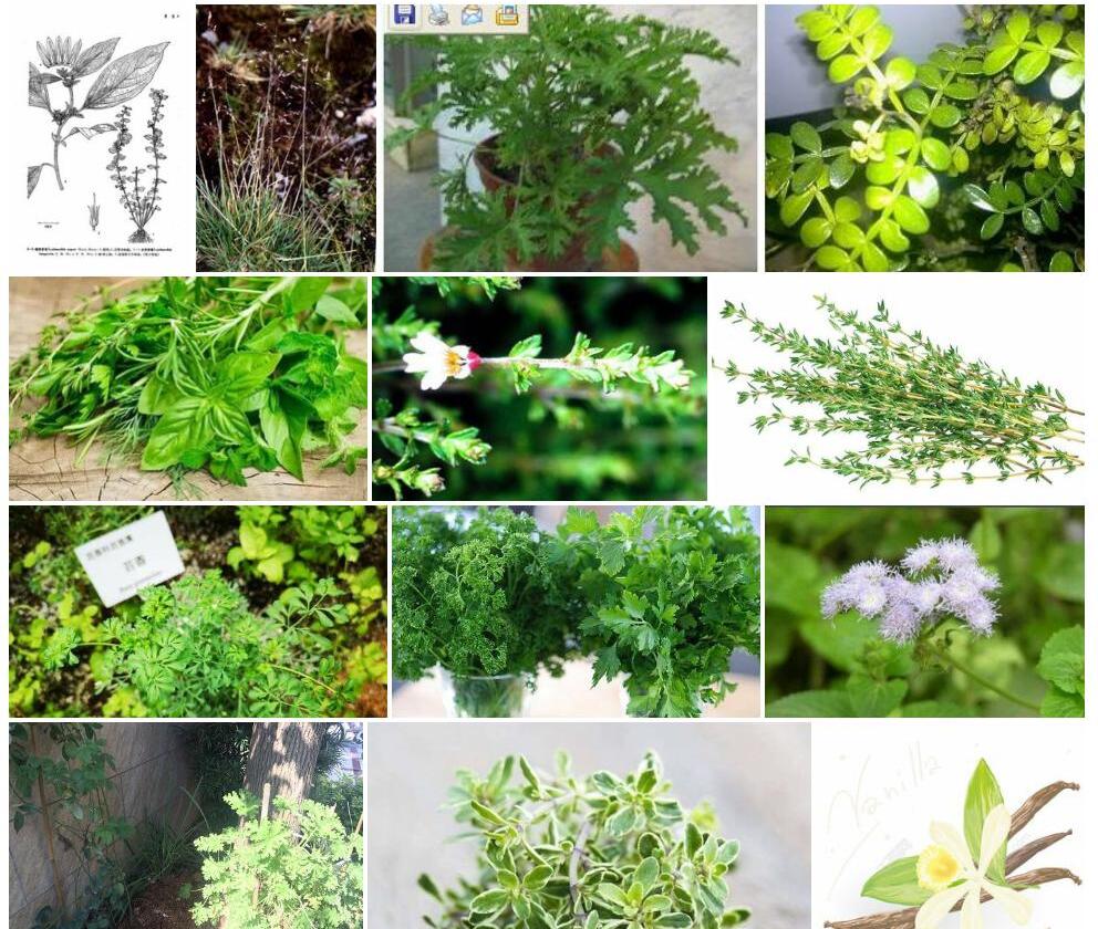 长萼蔓延香草照片和图片/