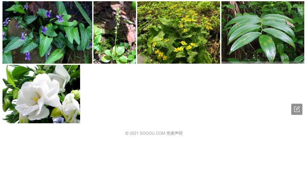 长萼鹿蹄草照片和图片/