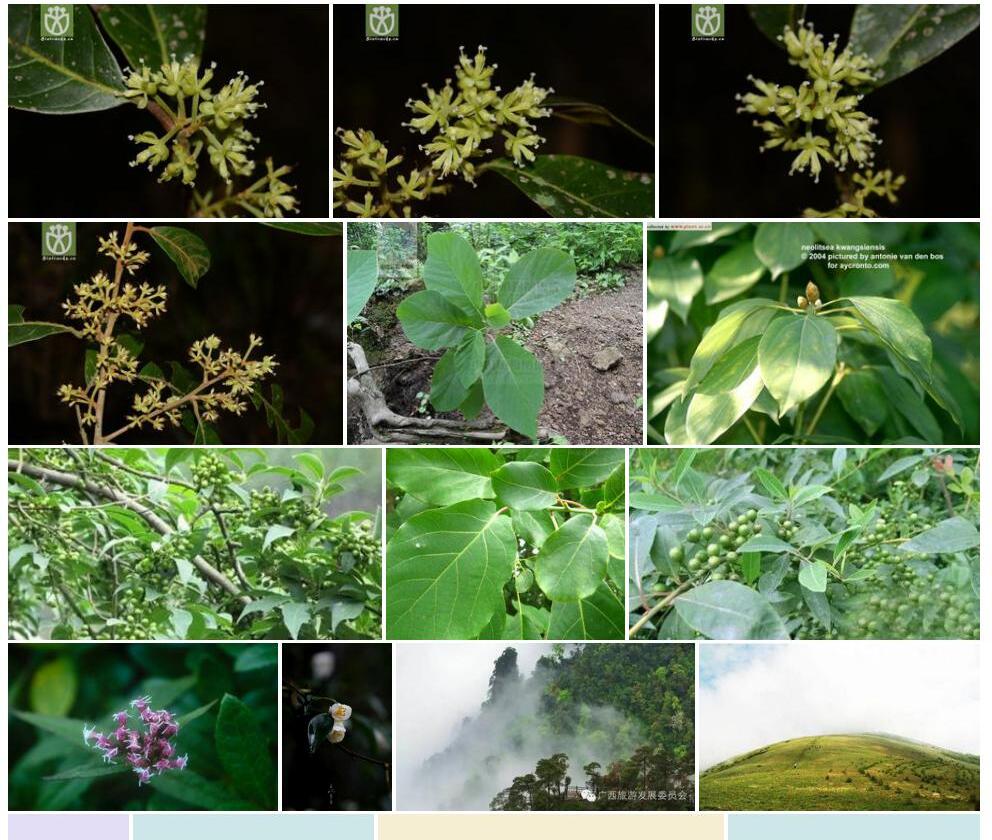 长蕊木姜子照片和图片/