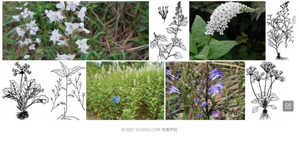 长蕊珍珠菜照片和图片/