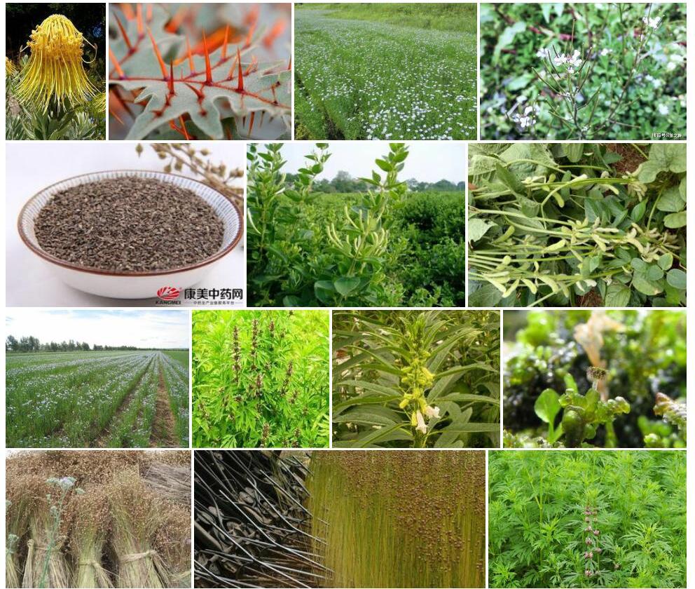 长角胡麻照片和图片/