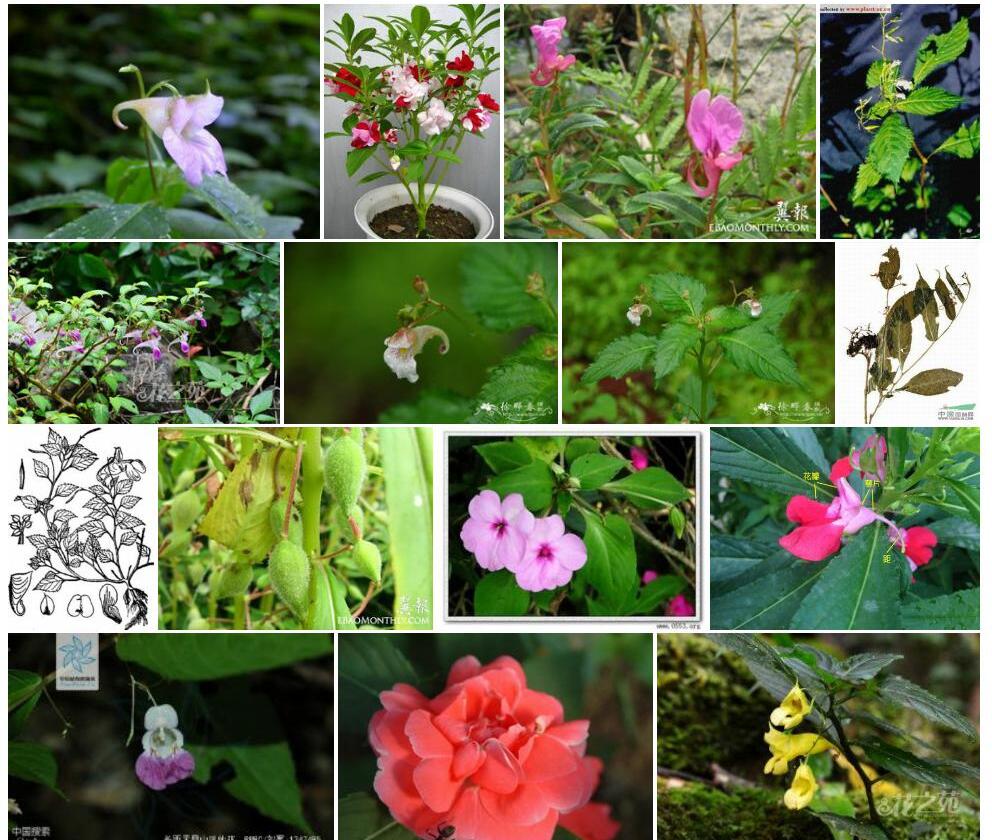 长距凤仙花照片和图片/