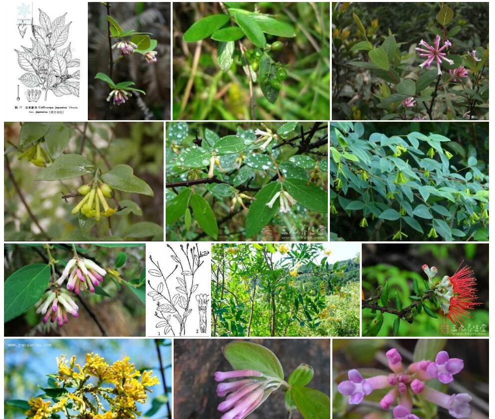 长锥序荛花照片和图片/