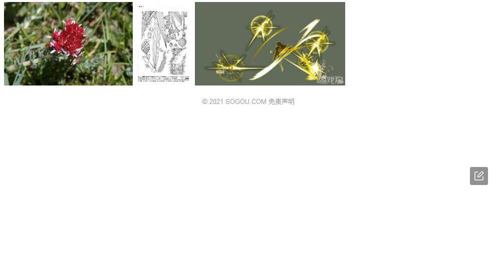 长鞭藤照片和图片/