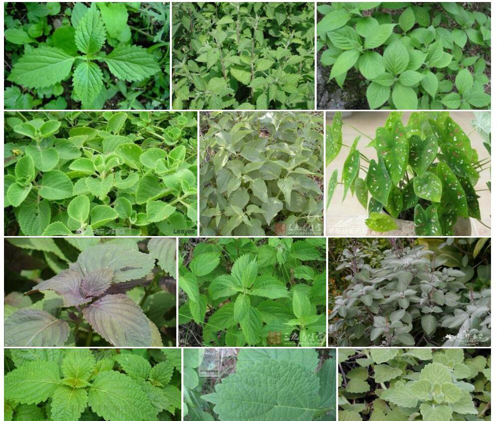 长齿多叶香茶菜照片和图片/