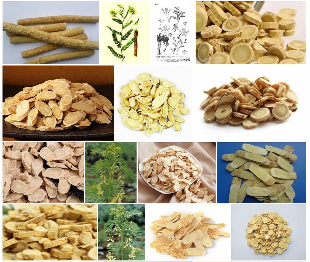 长齿黄耆照片和图片/