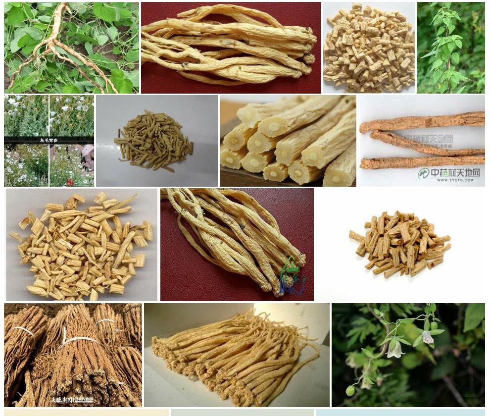 闪毛党参照片和图片/