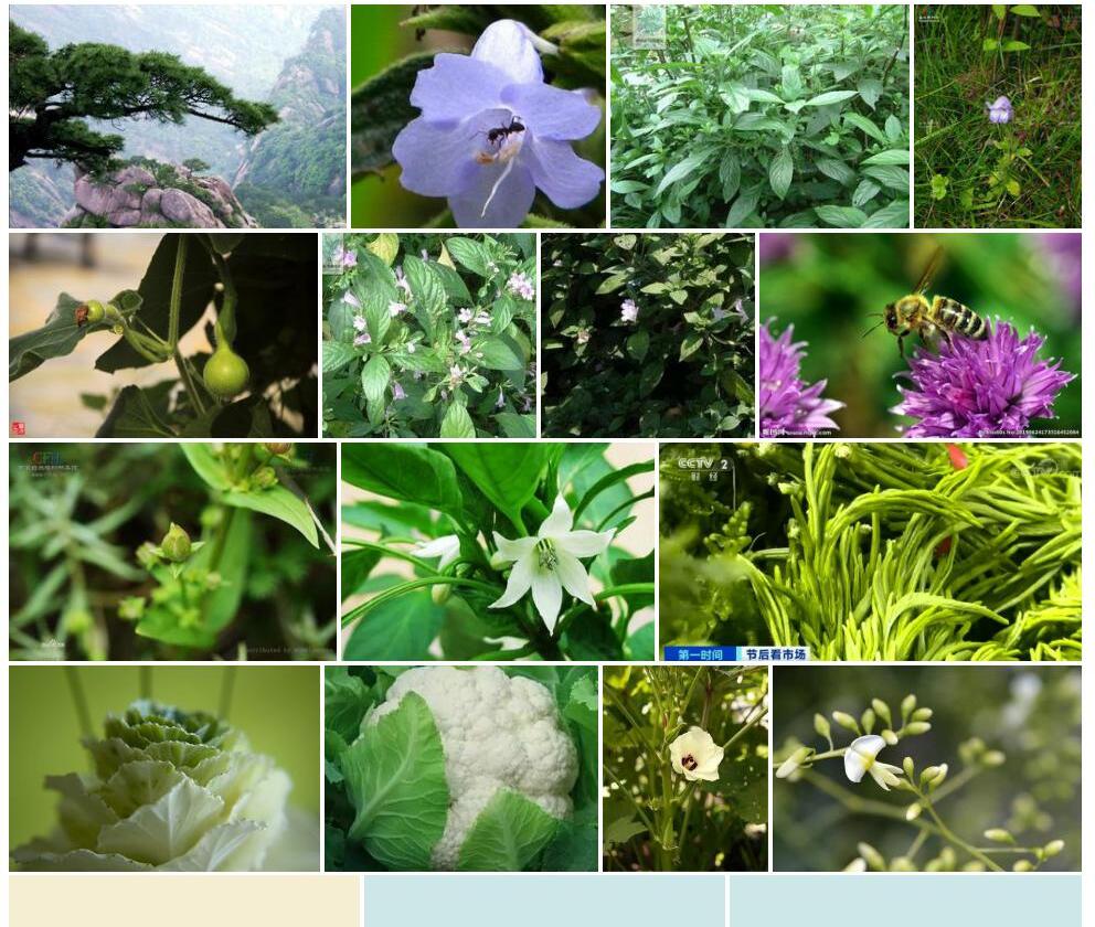 闭花紫云菜照片和图片/