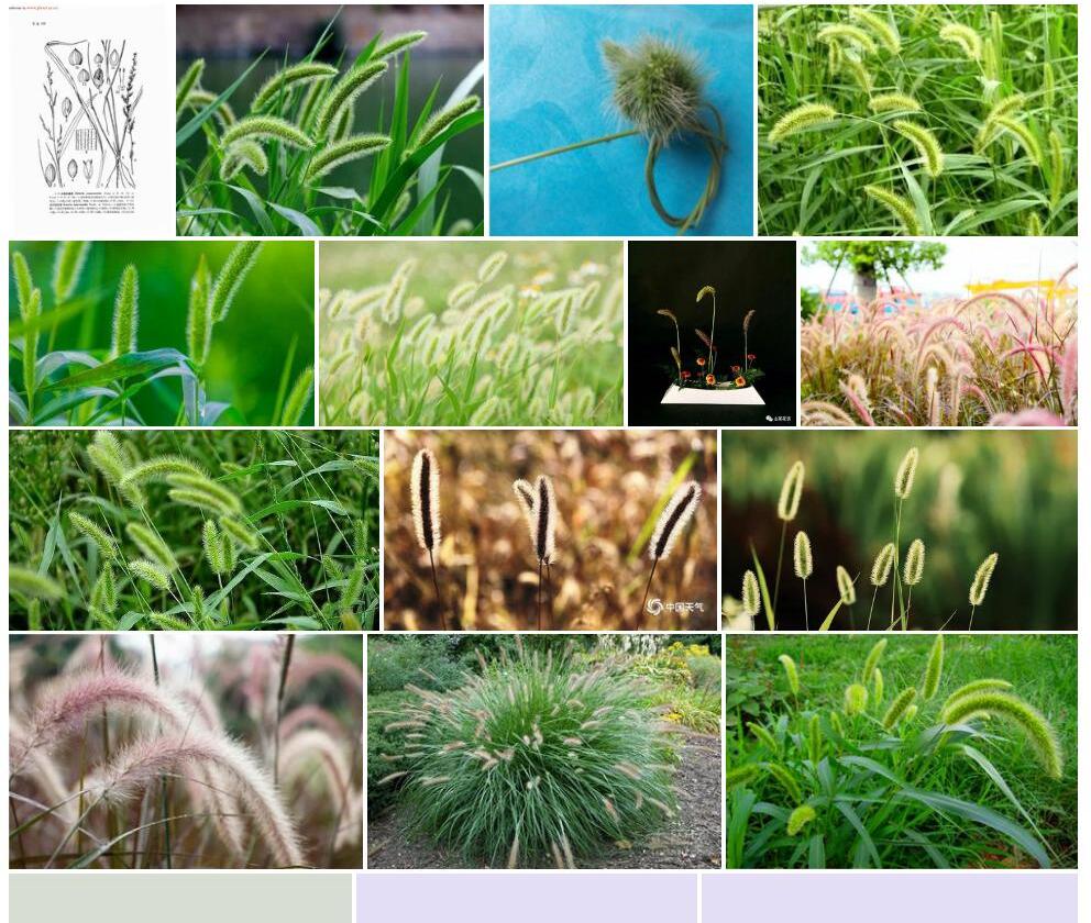 间序狗尾草照片和图片/