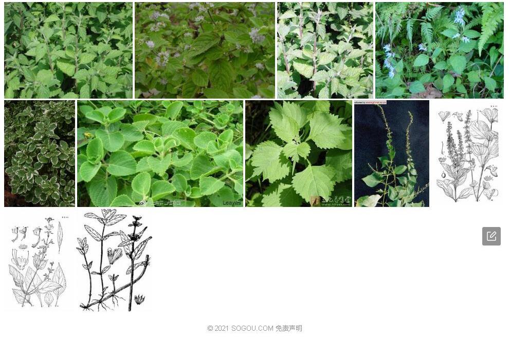 间断香茶菜照片和图片/