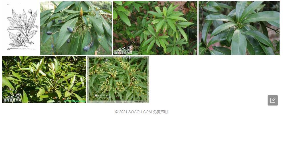 闽桂润楠照片和图片/