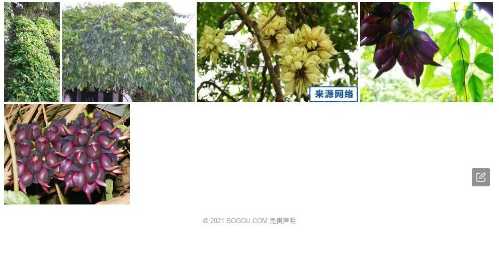 闽油麻藤照片和图片/