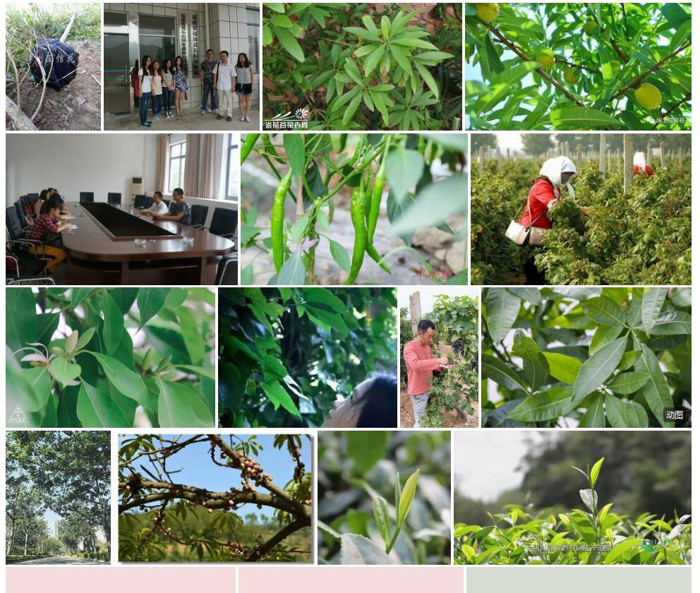 闽润楠照片和图片/