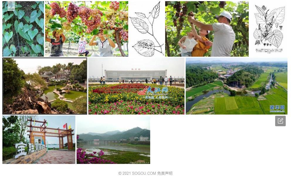 闽赣葡萄照片和图片/