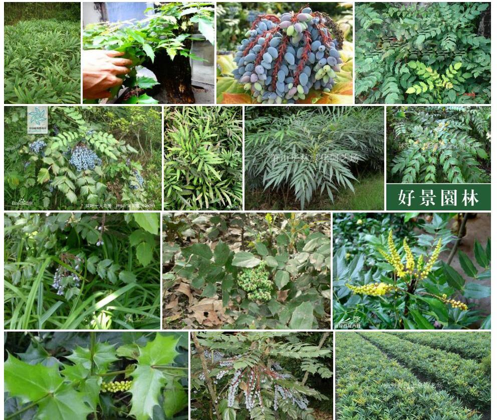 阔叶十大功劳照片和图片/