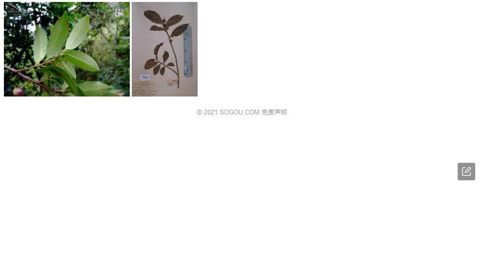 阔叶杨桐照片和图片/