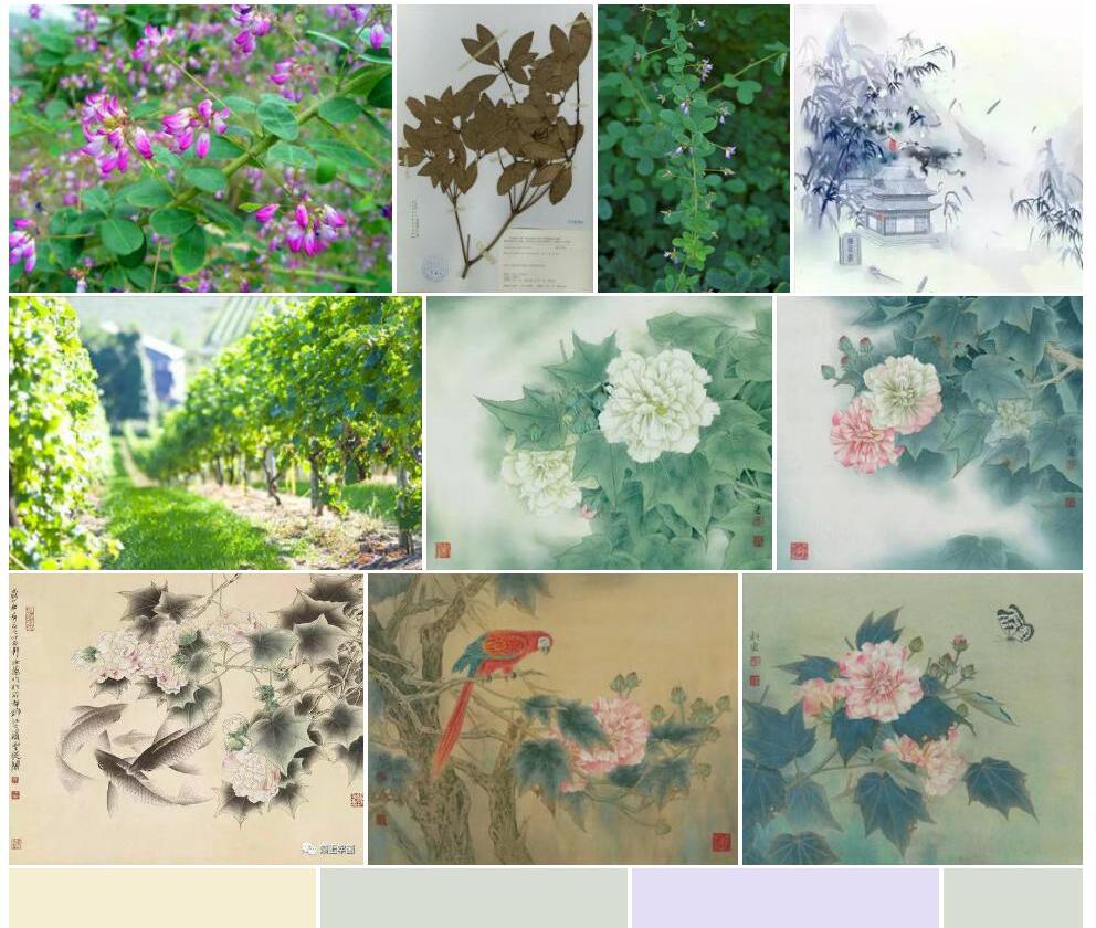 阔叶杭子梢照片和图片/