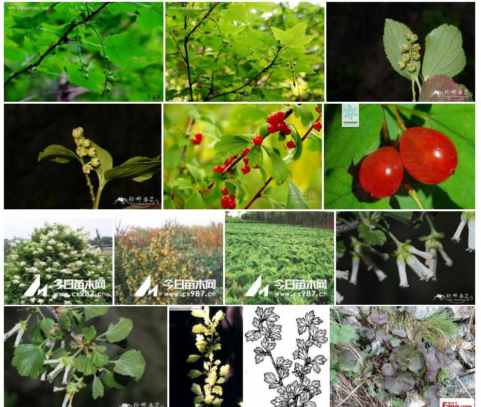 阔叶茶藨子照片和图片/