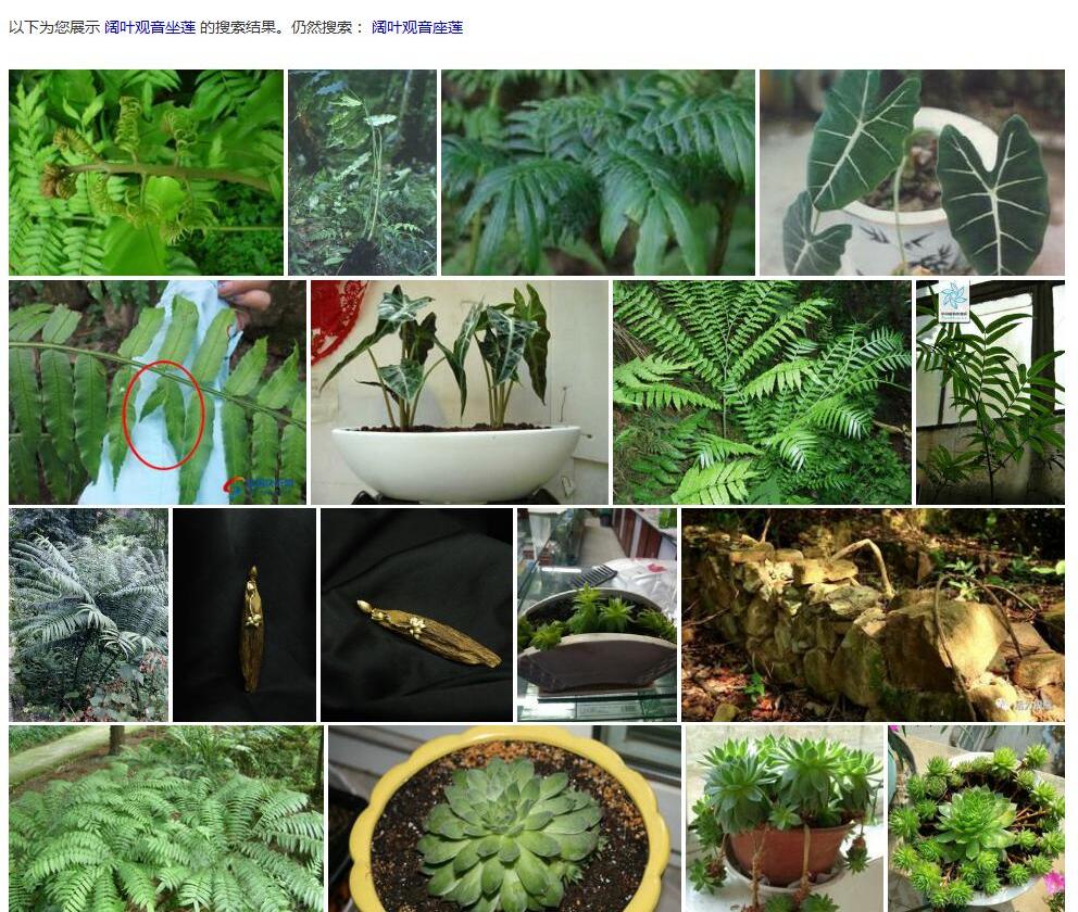 阔叶观音座莲照片和图片/