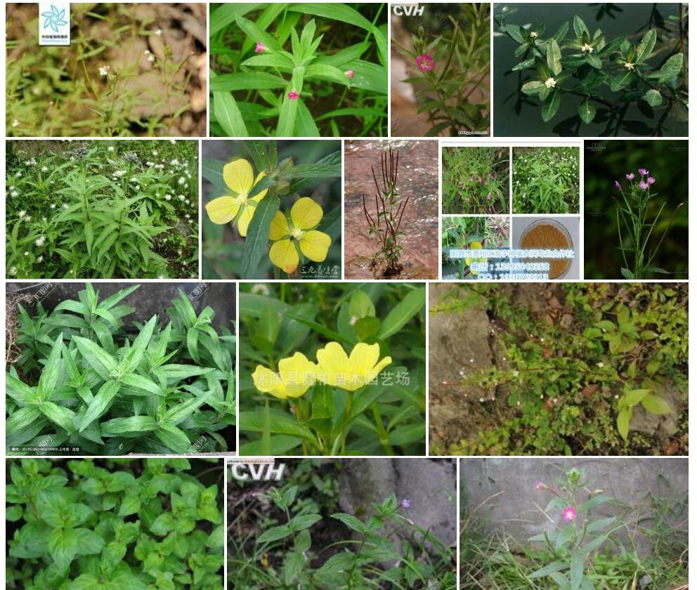 阔柱柳叶菜照片和图片/