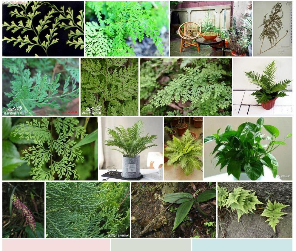阔片乌蕨照片和图片/