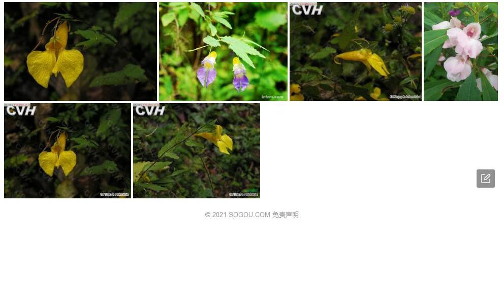 阔苞凤仙花照片和图片/