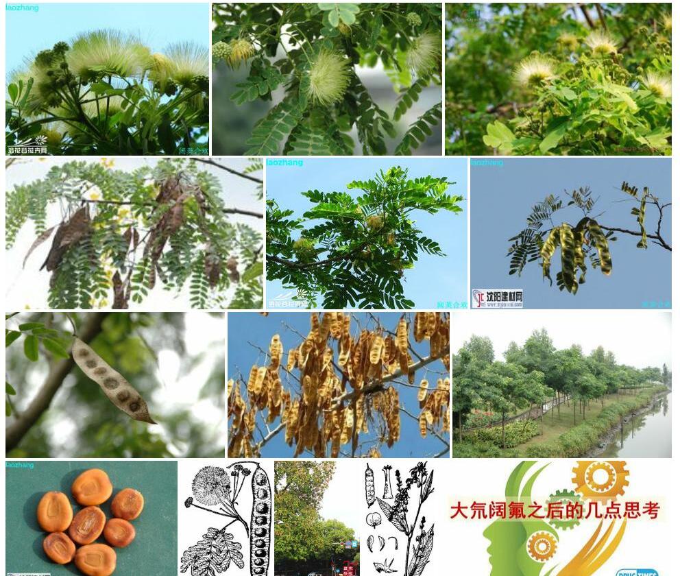 阔荚合欢照片和图片/