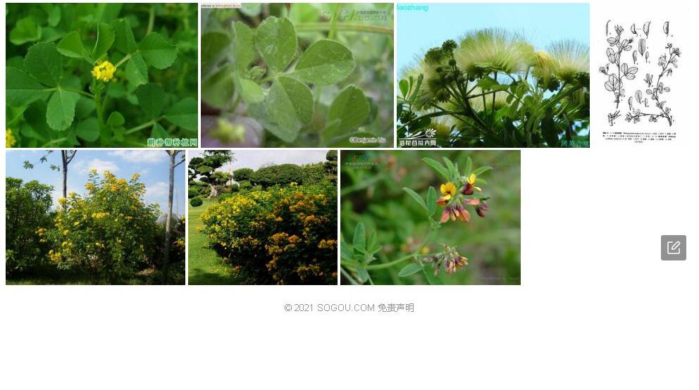 阔荚苜蓿照片和图片/