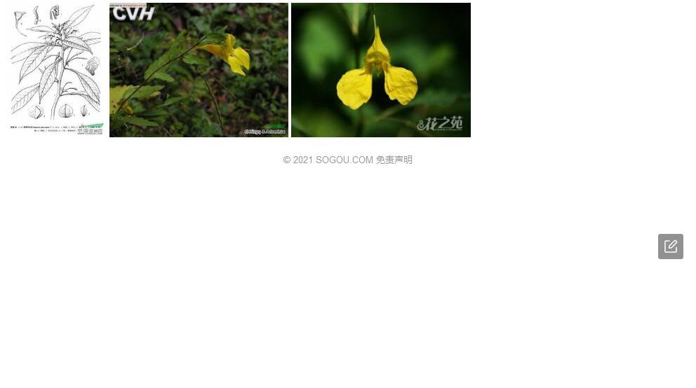 阔萼凤仙花照片和图片/
