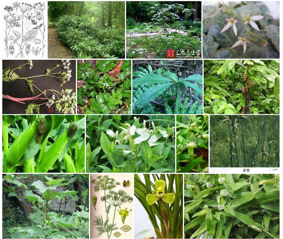 阔鞘小芹照片和图片/