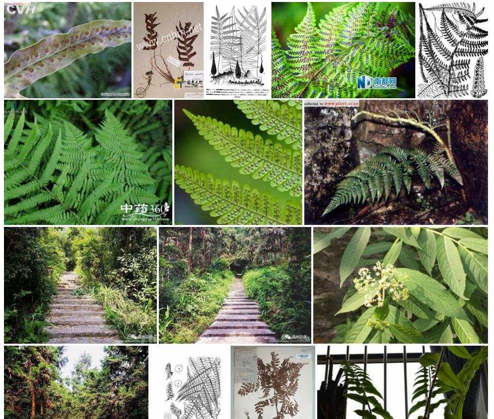 阔鳞瘤蕨照片和图片/