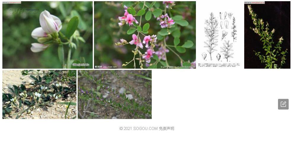 阴山胡枝子照片和图片/