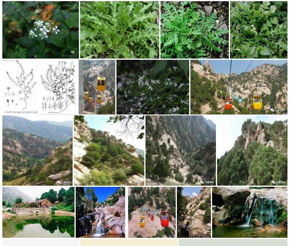 阴山荠照片和图片/
