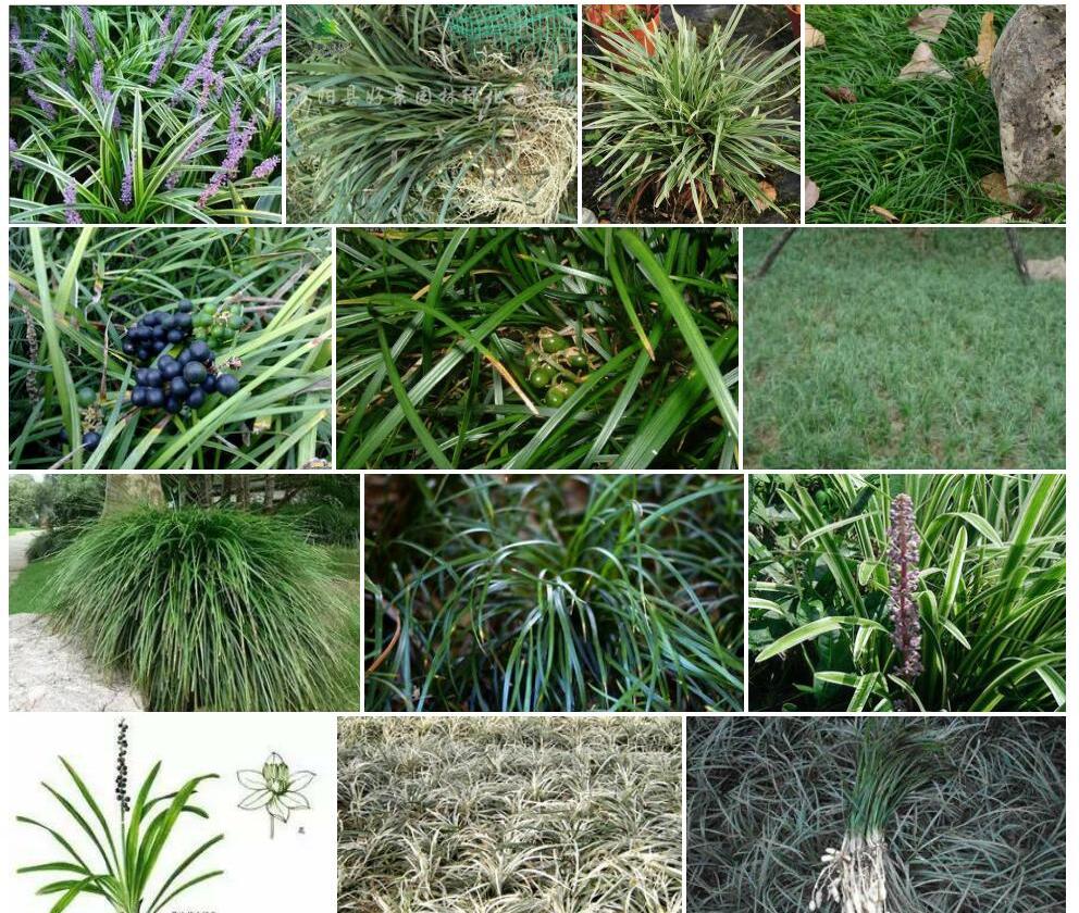 阴生沿阶草照片和图片/