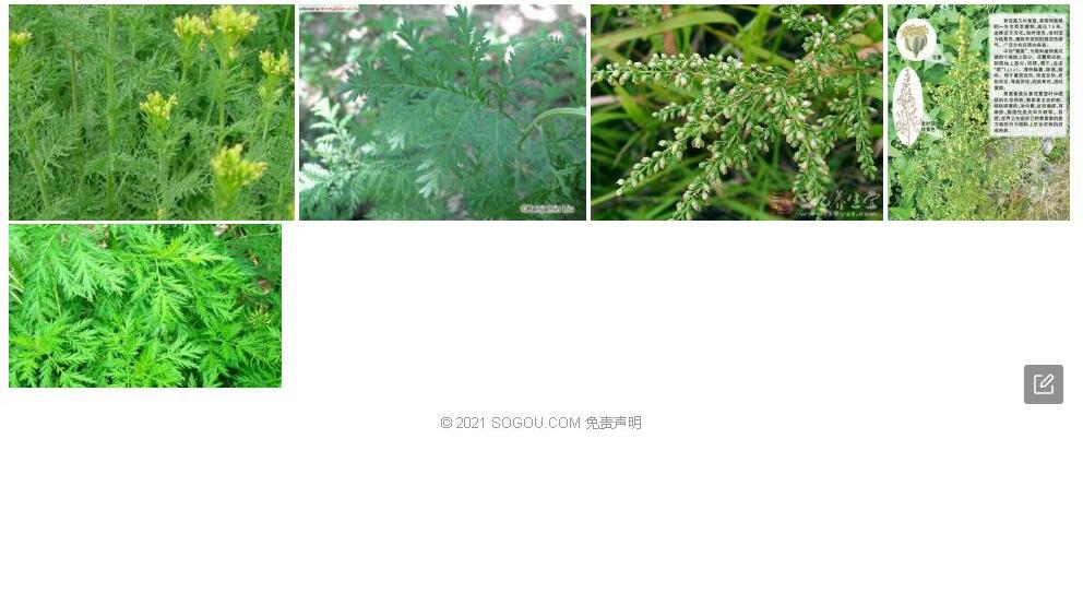阿克塞蒿照片和图片/