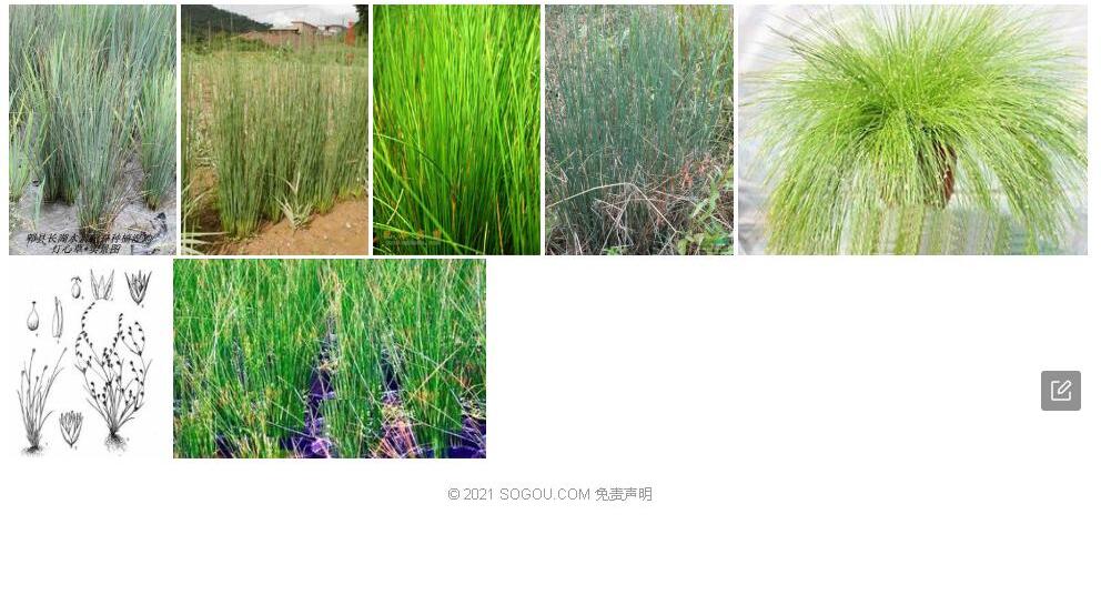 阿勒泰灯心草照片和图片/