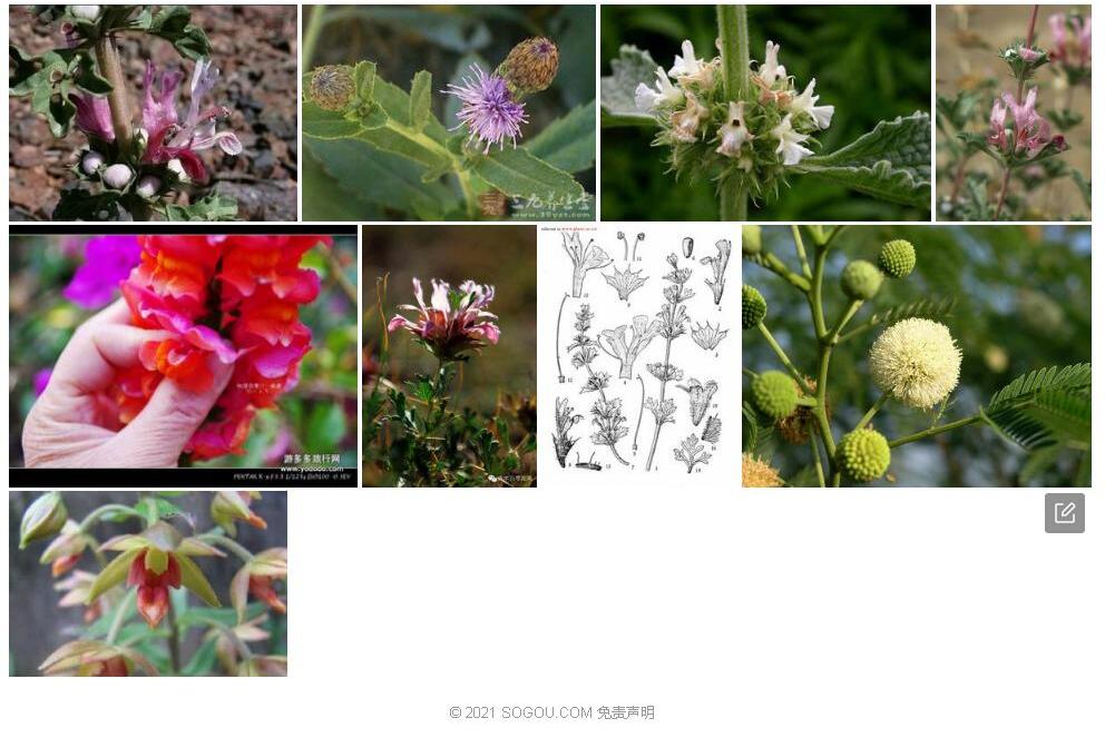 阿尔泰兔唇花照片和图片/