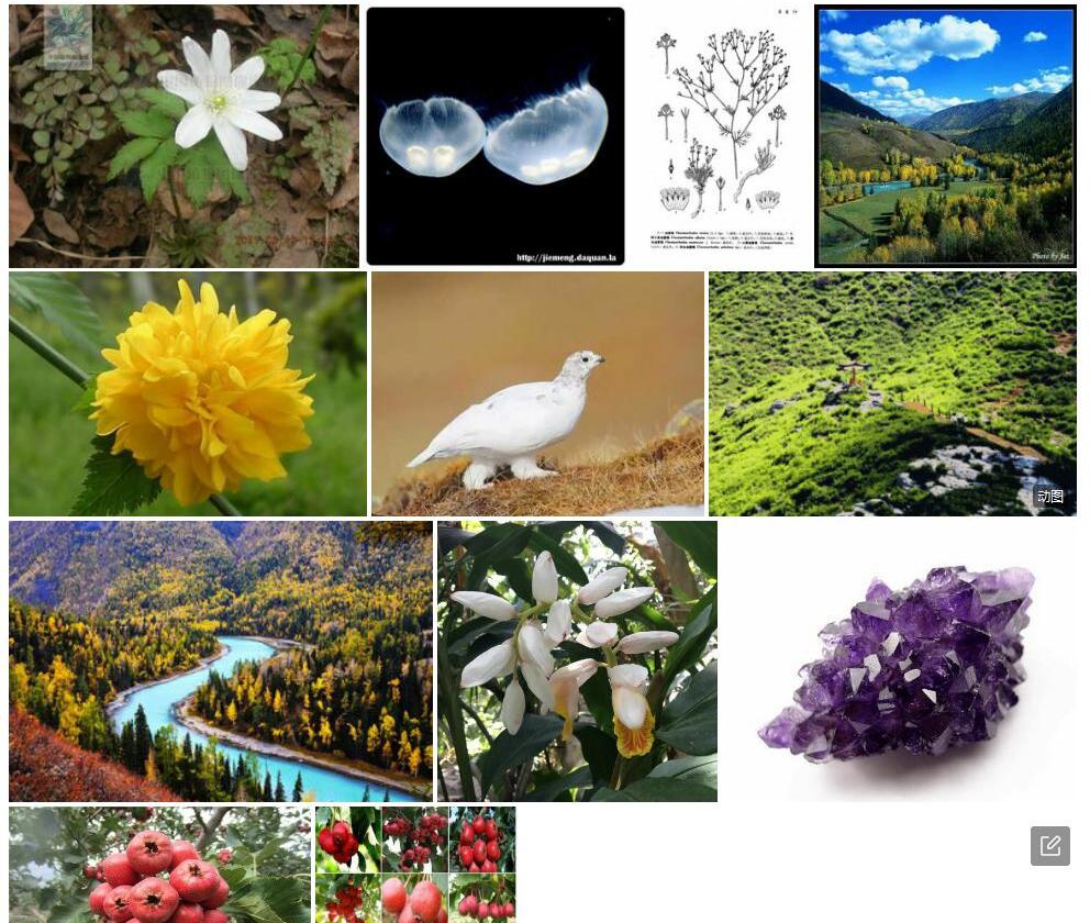 阿尔泰地蔷薇照片和图片/