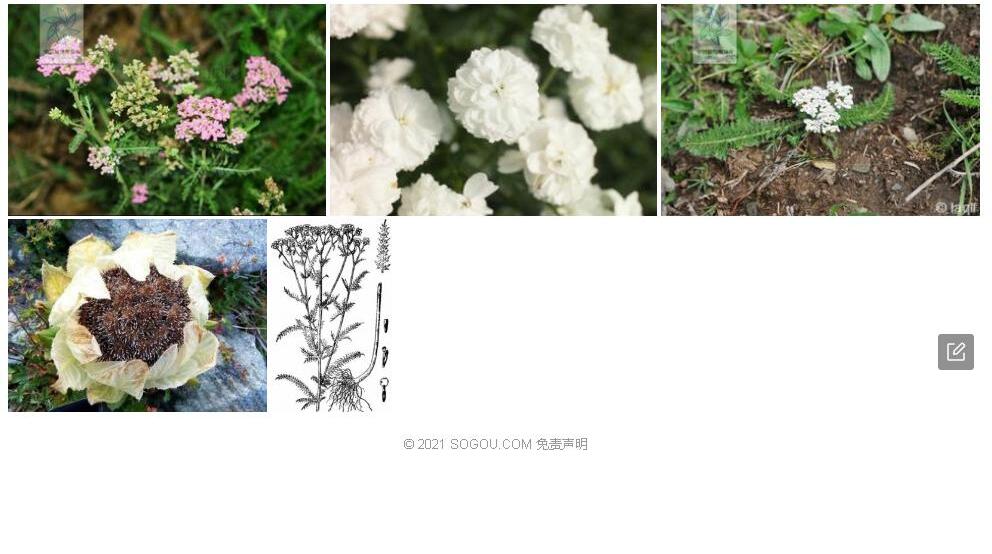 阿尔泰蓍照片和图片/