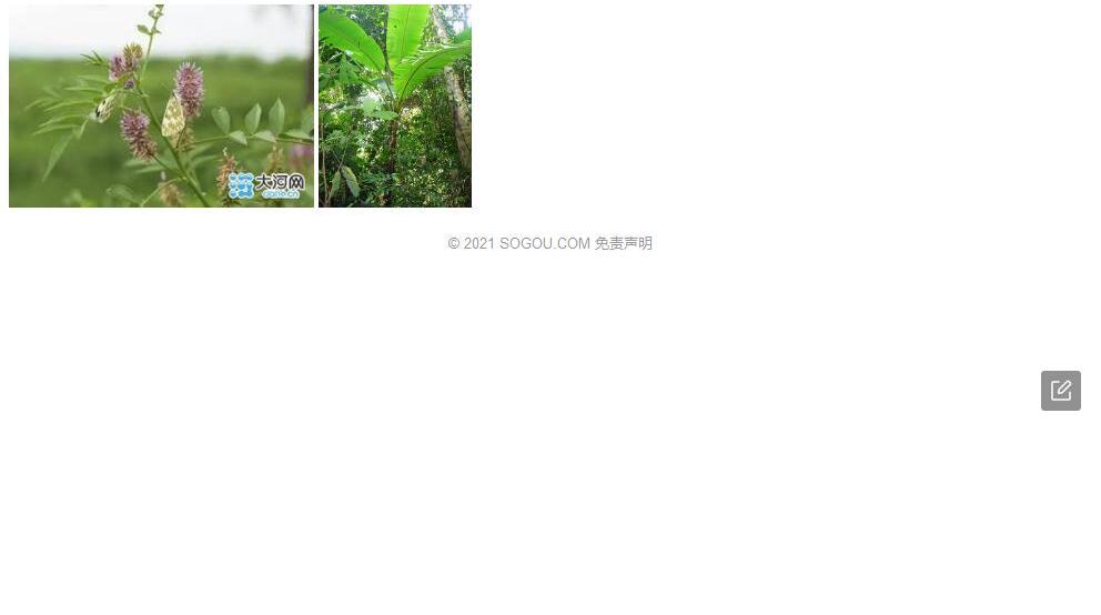 阿扬蓼照片和图片/