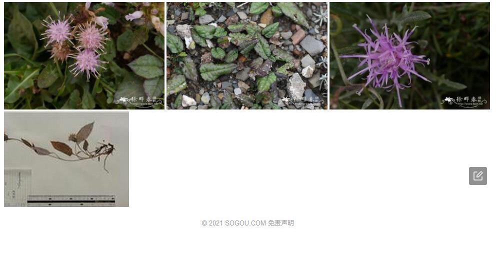 阿拉善风毛菊照片和图片/
