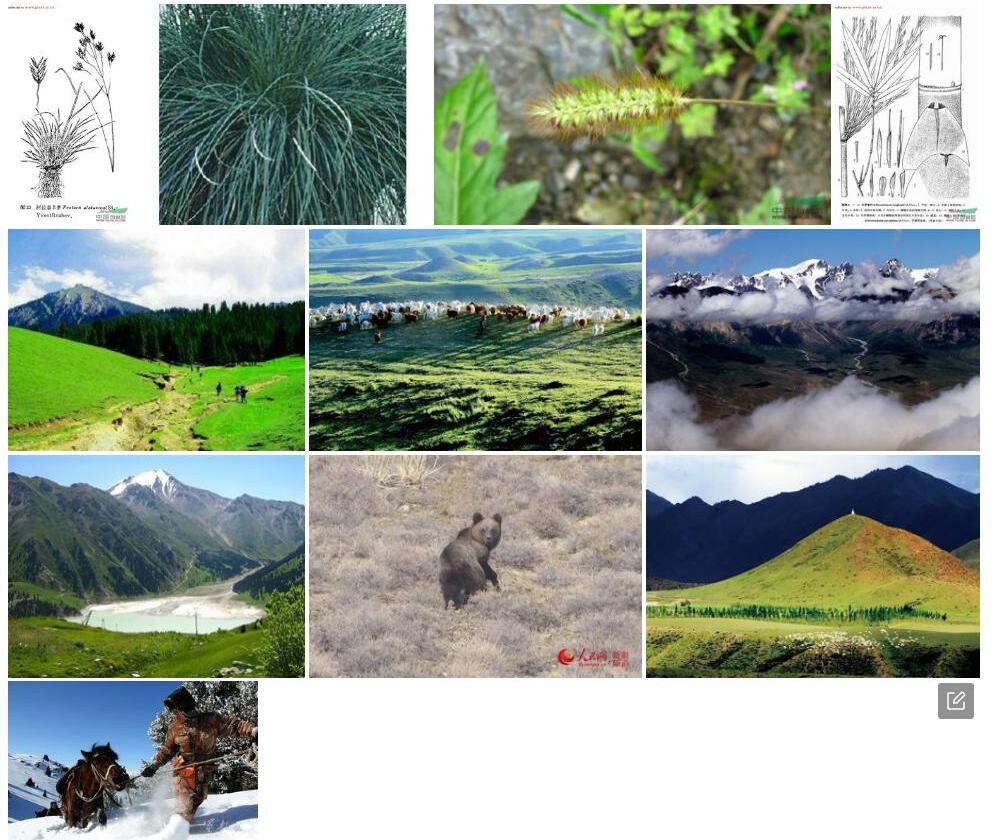 阿拉套羊茅照片和图片/