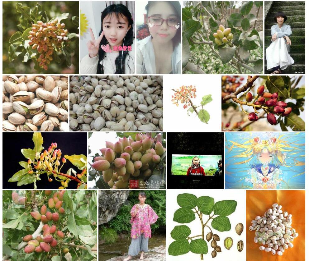 阿月浑子照片和图片/