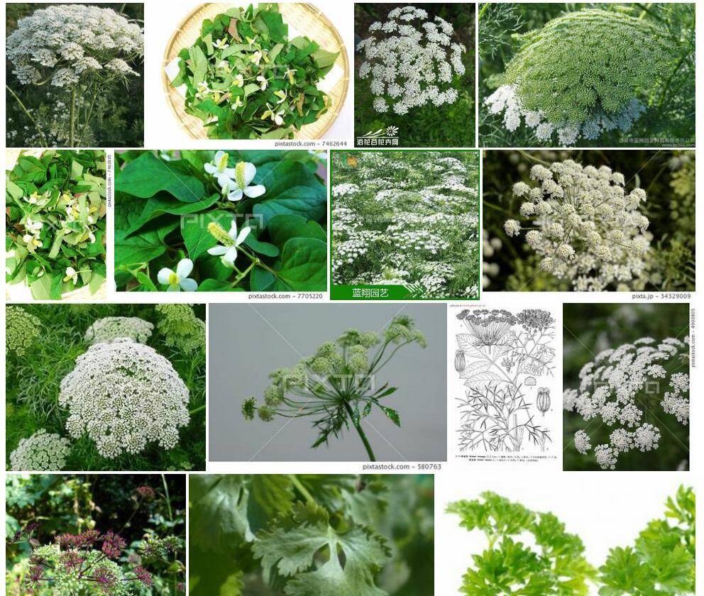 阿米芹照片和图片/