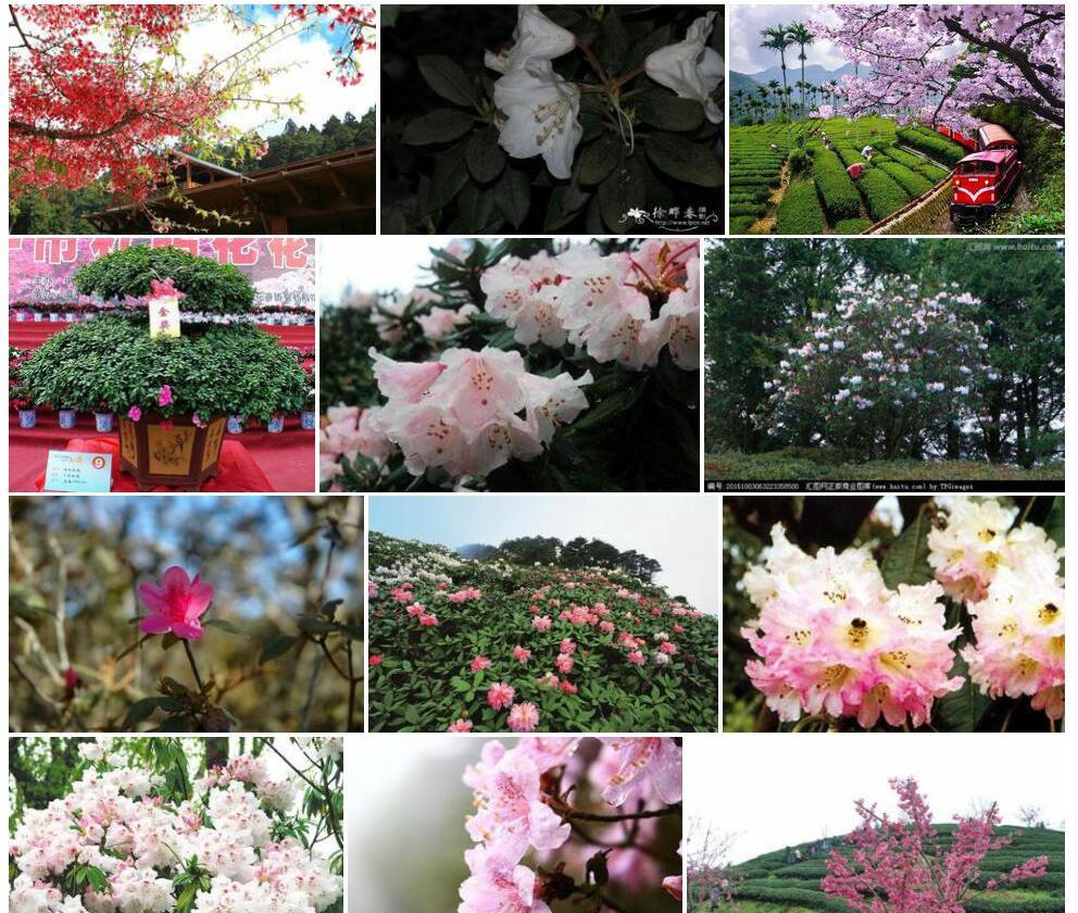 阿里山杜鹃照片和图片/