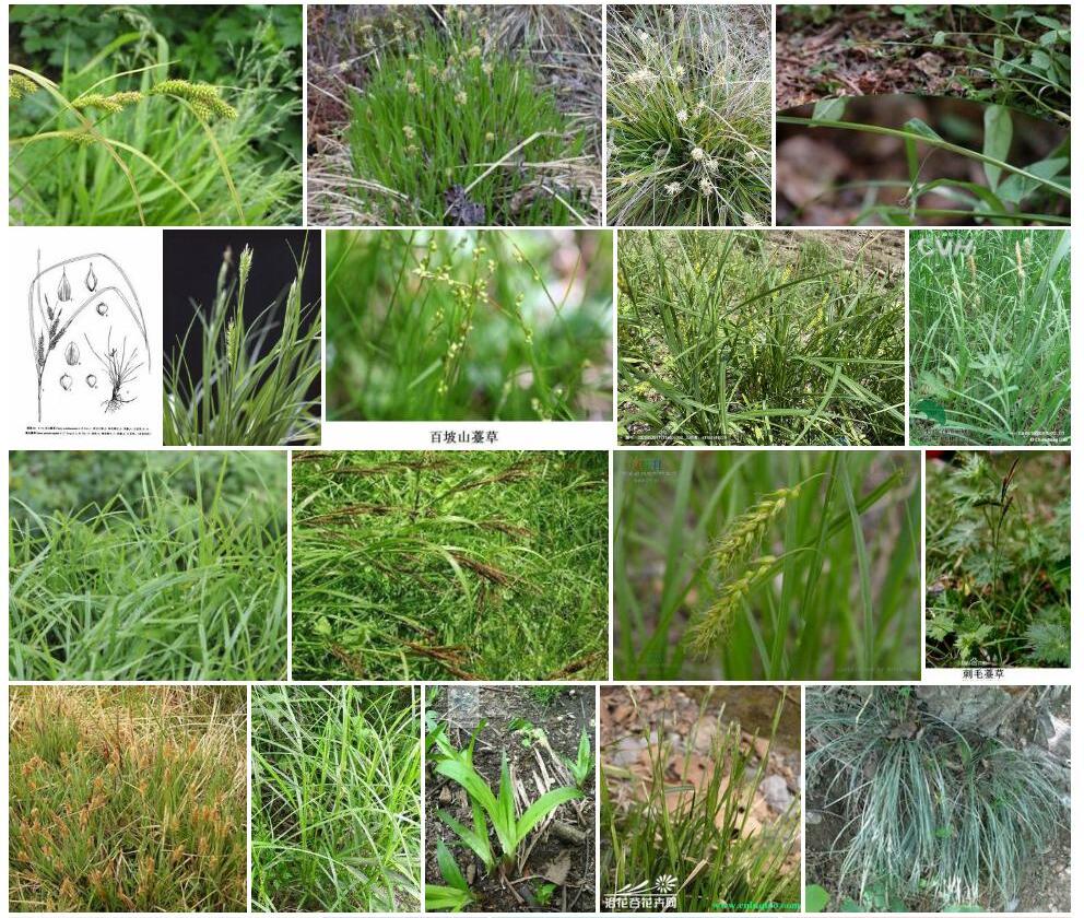 阿里山薹草照片和图片/
