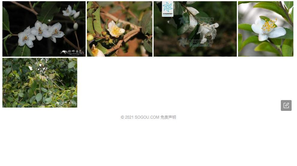 阿里山连蕊茶照片和图片/