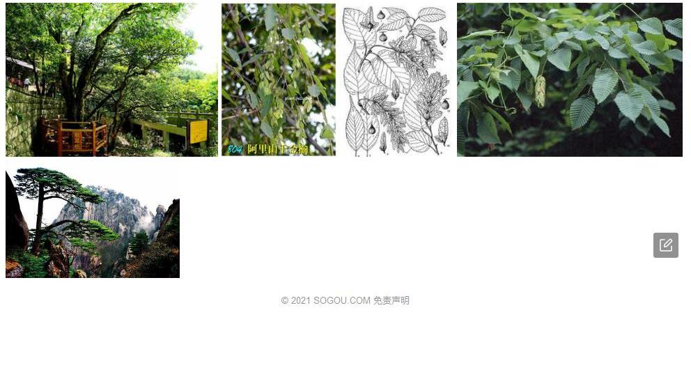 阿里山鹅耳枥照片和图片/
