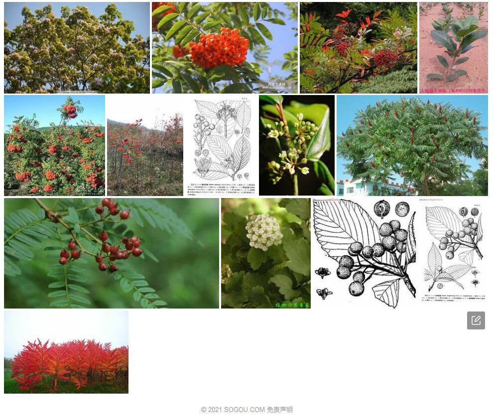 附生花楸照片和图片/