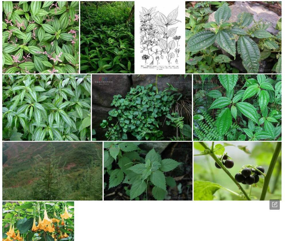 陇南冷水花照片和图片/
